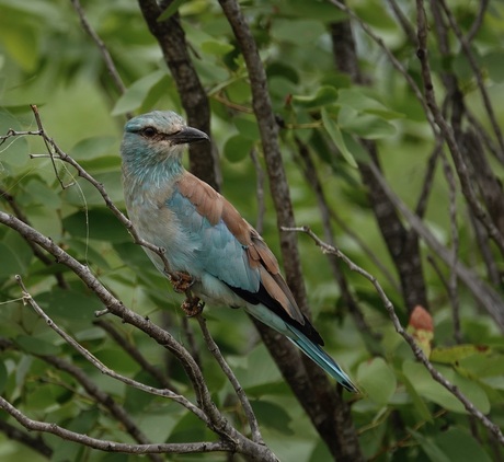 European roller