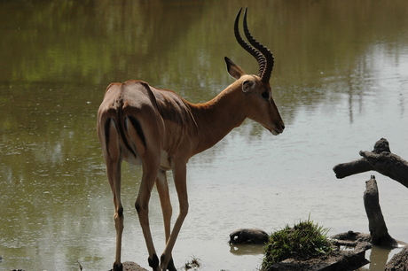 Impala