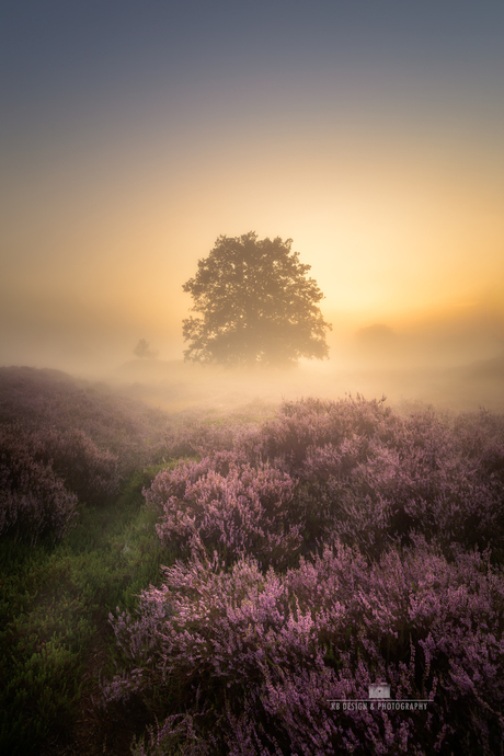 Zonsopkomst boven bloeiende heide met mist
