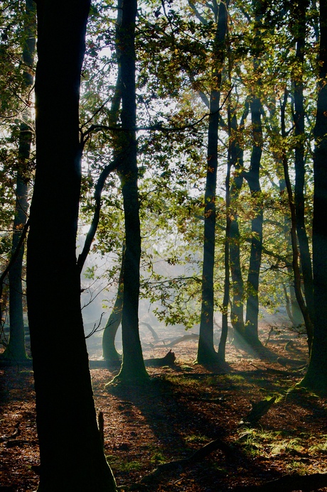 Herfst Ermelose heide