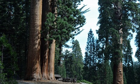 Sequoia National Park