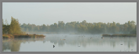 Witte wieven in de Peel