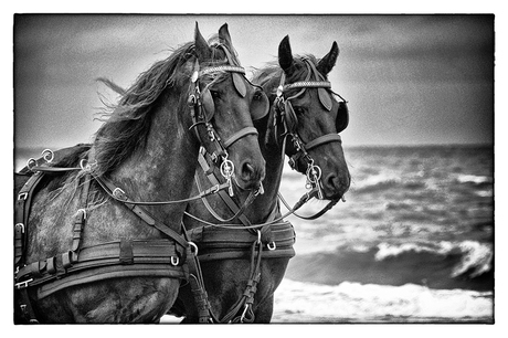 Friesche paarden op Terschelling