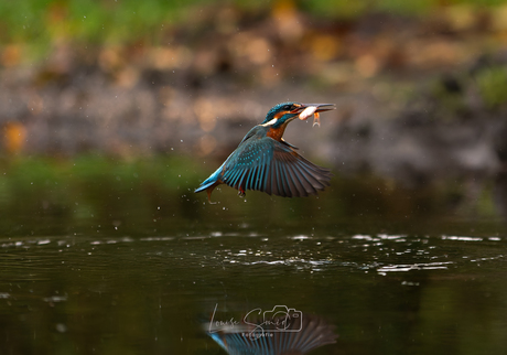 Ijsvogel