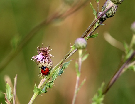 Ladybug
