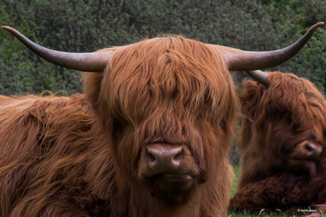 De Schotse Hooglander