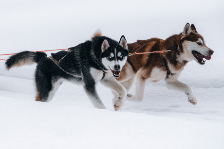 Husky Farm Finland