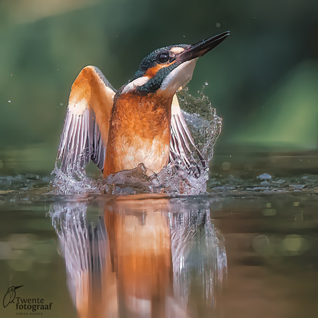 Kingfisher 