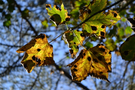Bladeren in de herfst.JPG