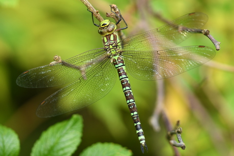 Groene glazenwasser