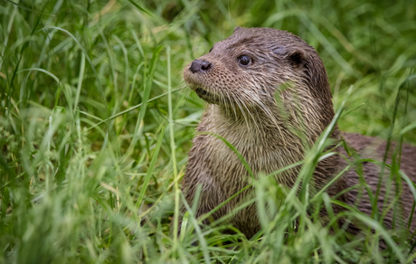 Europese Otter