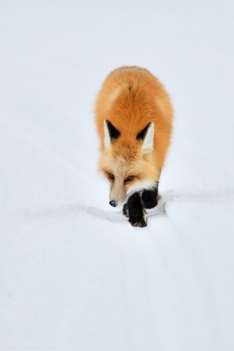 Foxy Moves