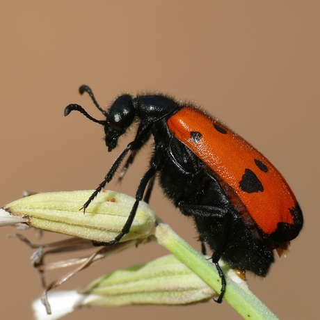 Mylabris quadripunctata