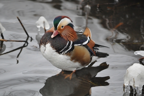 Winter in het Park