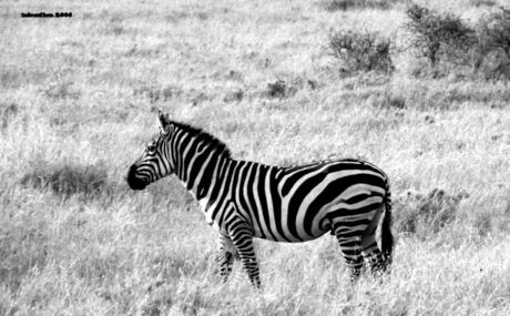 Zebra