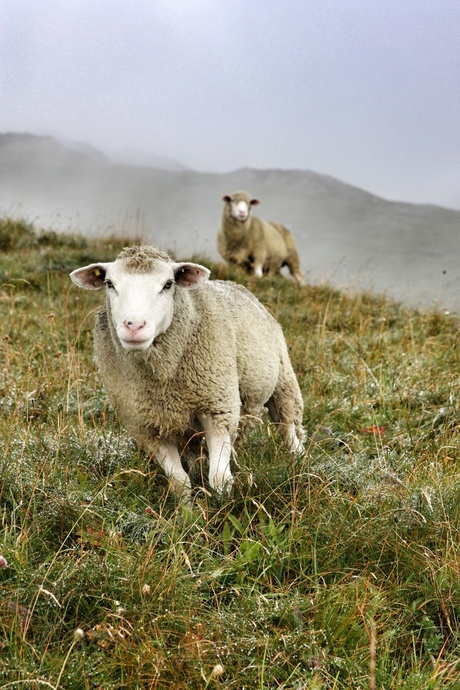 Nieuwsgierig schaap