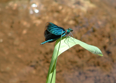 Blauwe &quot;vlinder&quot;