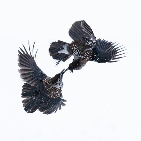 Vechtende notenkrakers 