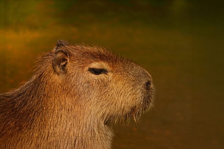 Capibara