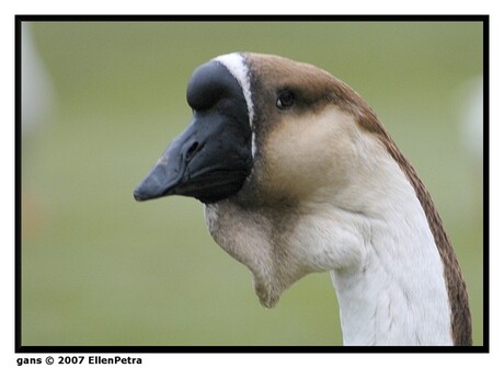 nog een gans...