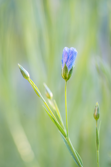 bloem in wording