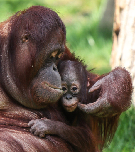 Mama en baby orang-oetan
