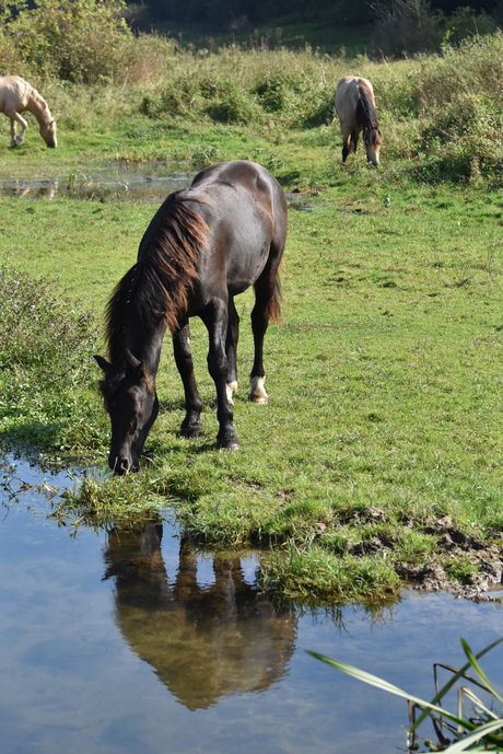 Spiegelbeeld 