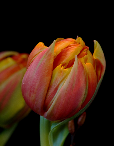 Tulp 1