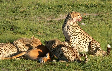 Hungry cheetahs