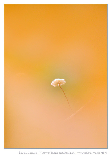 Herfst zit in een klein hoekje