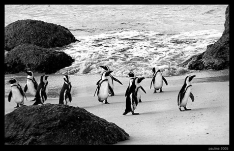 Pinguins...