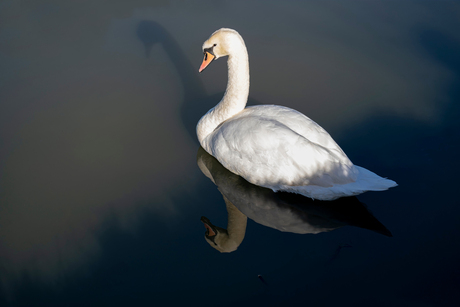 witte zwaan