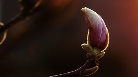 Magnolia in tegenlicht