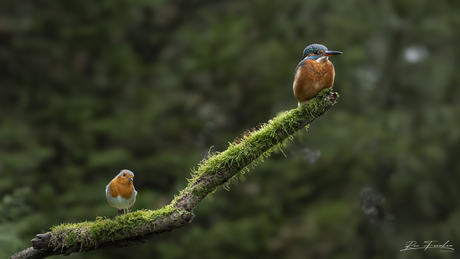 Ijsvogel met roodborstje