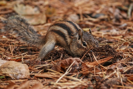 Wintervoorraad aanleggen (2)