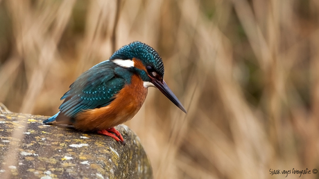 Ijsvogel (In jachthouding)