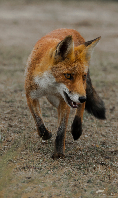 Walking Red Fox