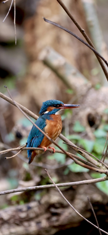 IJsvogel 