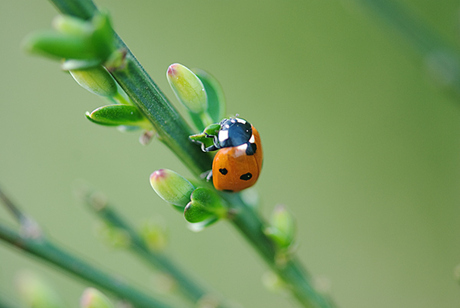 Het begin van de Lente 2010