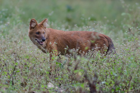 Wilde hond