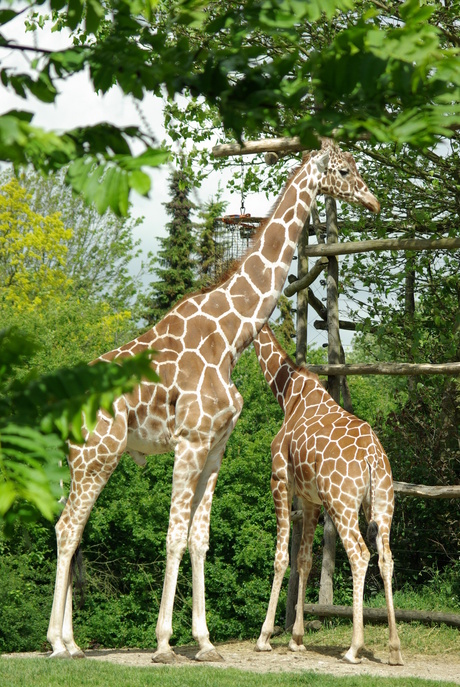 giraffe
