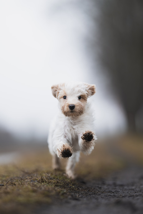 Luna in volle sprint