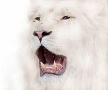 witte leeuw