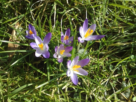 De lente zet voorzichtig door...