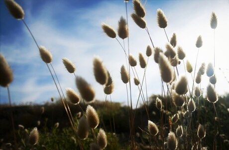 Sun&wind- like cotton