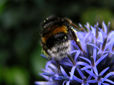 Hommel