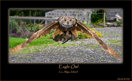 Eagle Owl