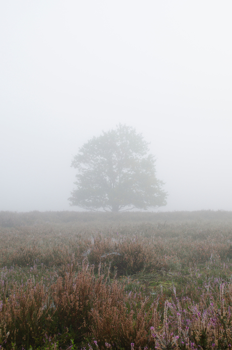 Misty moorland