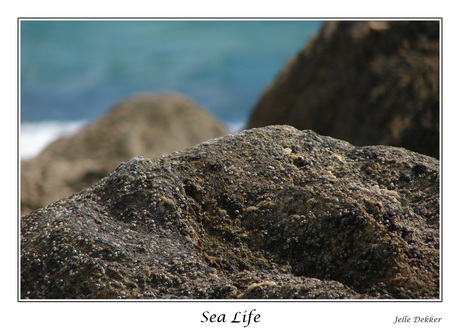 Sea Life
