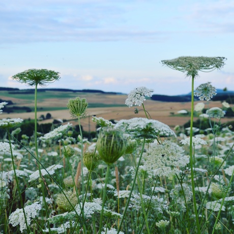 landschap